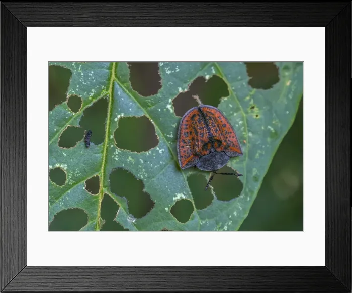 Framed Print : Picture No. 11980903 Framed Print : Picture No. 11980903