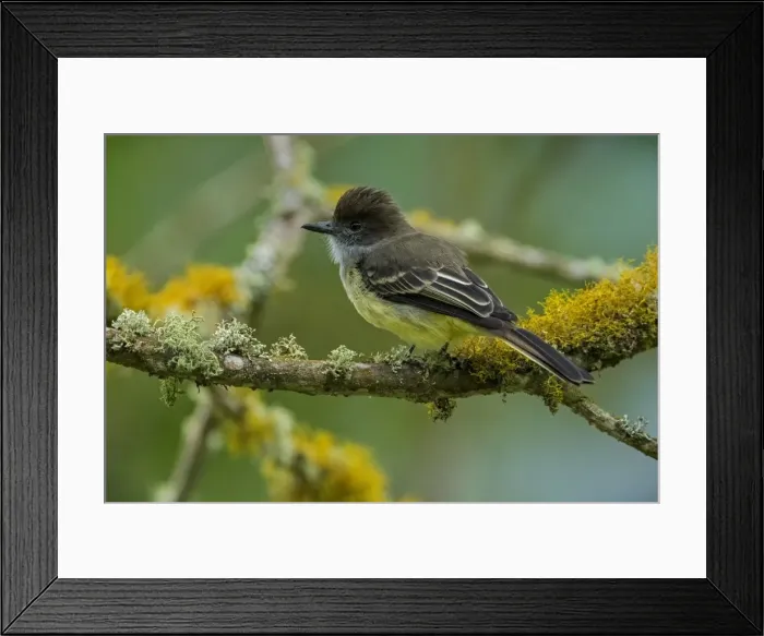Framed Print : Picture No. 11980904 Framed Print : Picture No. 11980904