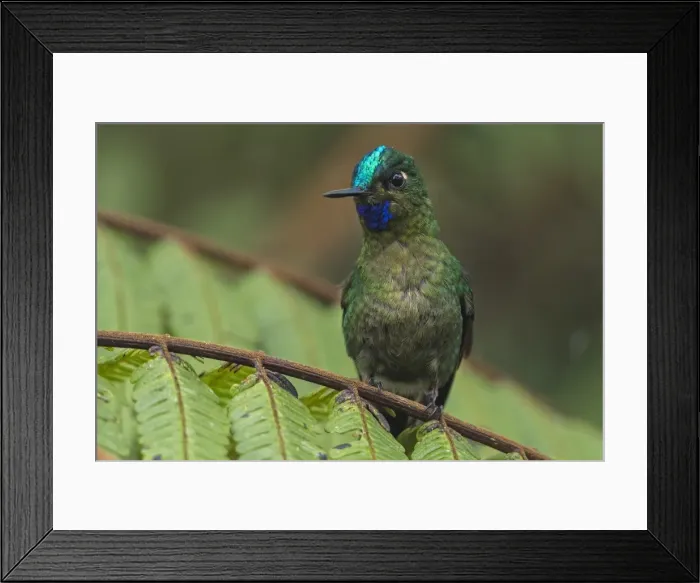 Framed Print : Picture No. 11980906 Framed Print : Picture No. 11980906