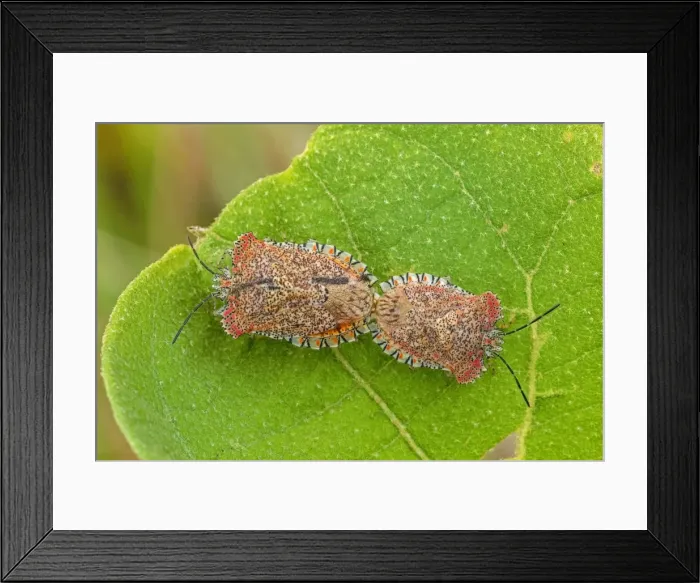Framed Print : Picture No. 11980907 Framed Print : Picture No. 11980907