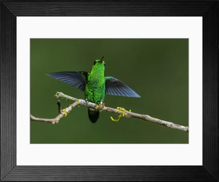 Framed Print : Picture No. 11980908 Framed Print : Picture No. 11980908