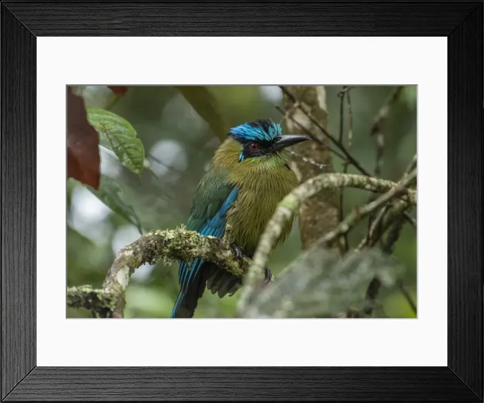 Framed Print : Picture No. 11980909 Framed Print : Picture No. 11980909