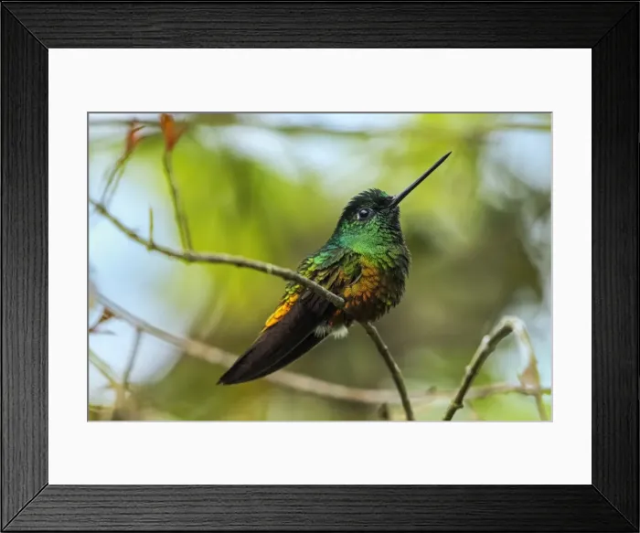 Framed Print : Picture No. 11980910 Framed Print : Picture No. 11980910