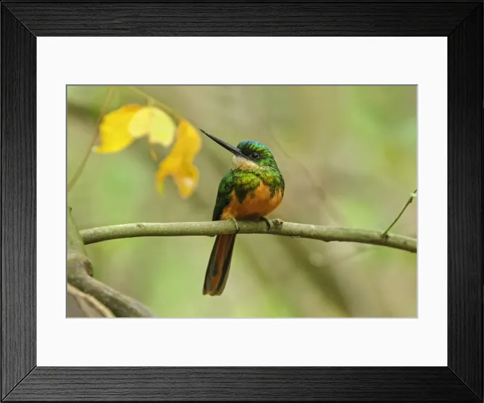 Framed Print : Picture No. 11980911 Framed Print : Picture No. 11980911
