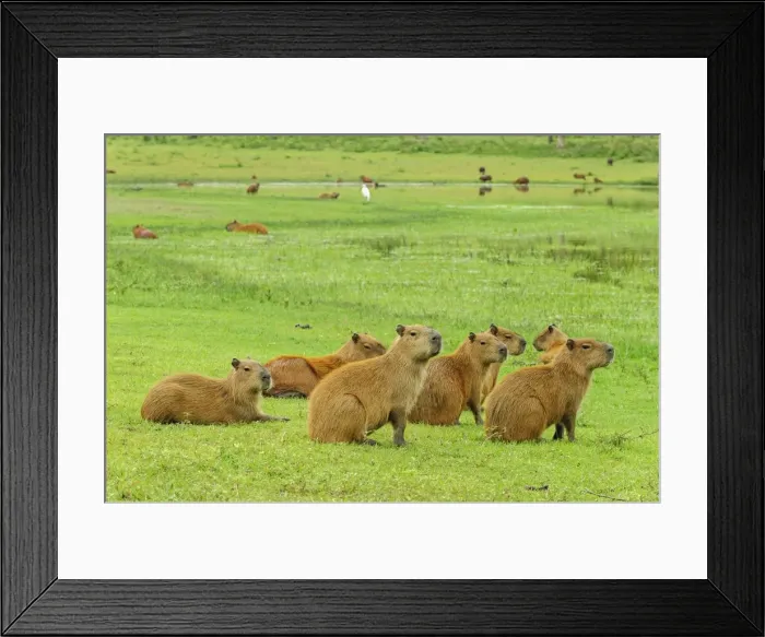 Framed Print : Picture No. 11980912 Framed Print : Picture No. 11980912