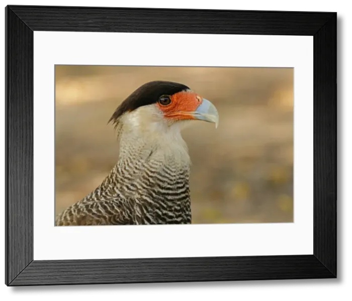 Framed Print : Picture No. 11980913 Framed Print : Picture No. 11980913