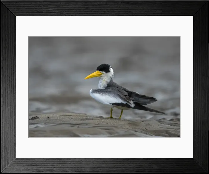 Framed Print : Picture No. 11980914 Framed Print : Picture No. 11980914