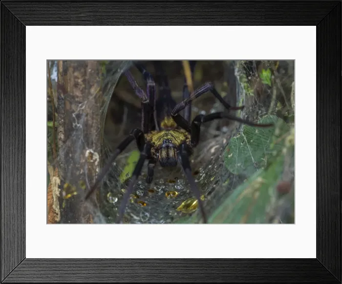 Framed Print : Picture No. 11980915 Framed Print : Picture No. 11980915