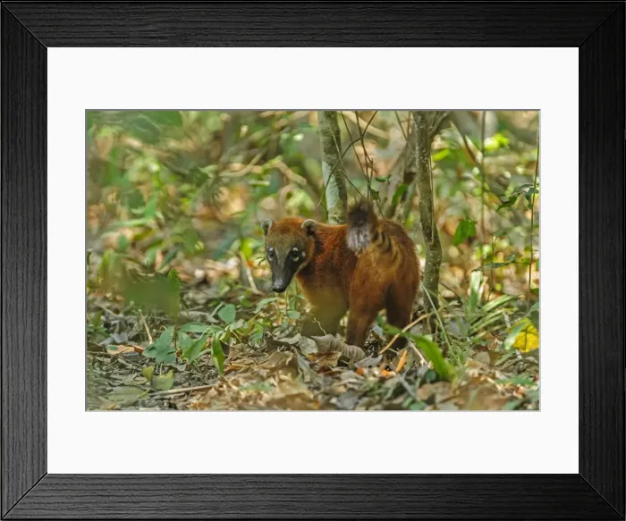 Framed Print : Picture No. 11980916 Framed Print : Picture No. 11980916