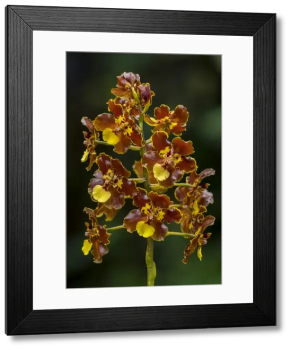Framed Print : Picture No. 11980917 Framed Print : Picture No. 11980917