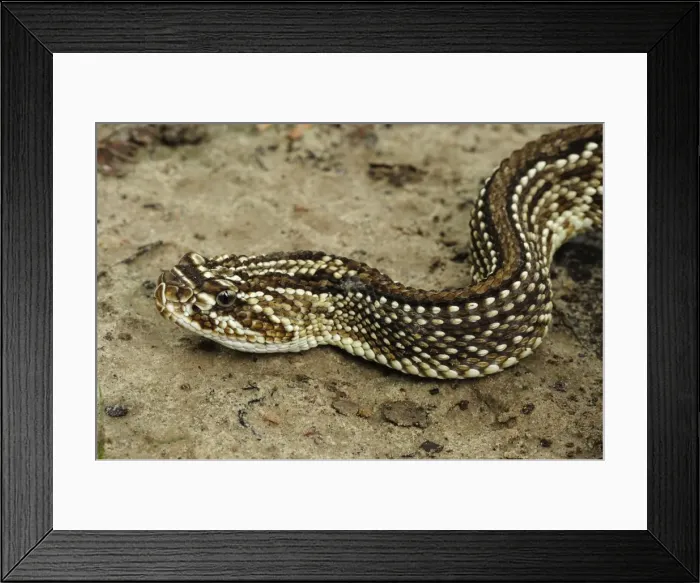 Framed Print : Picture No. 11980918 Framed Print : Picture No. 11980918