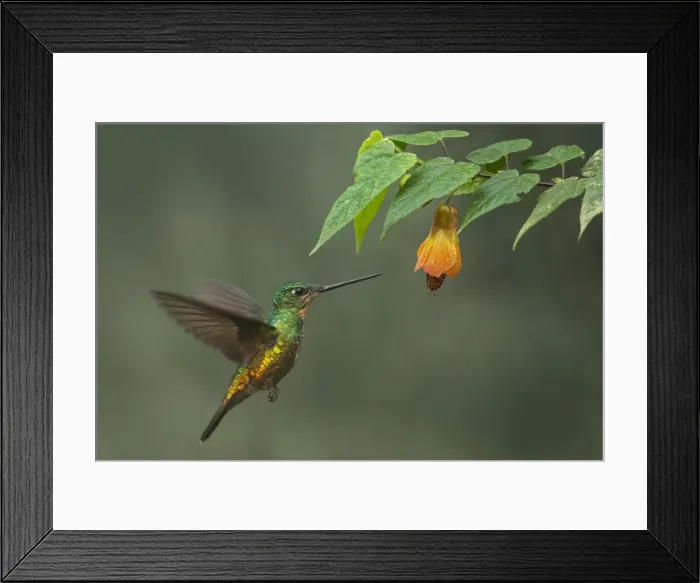 Framed Print : Picture No. 11980919
