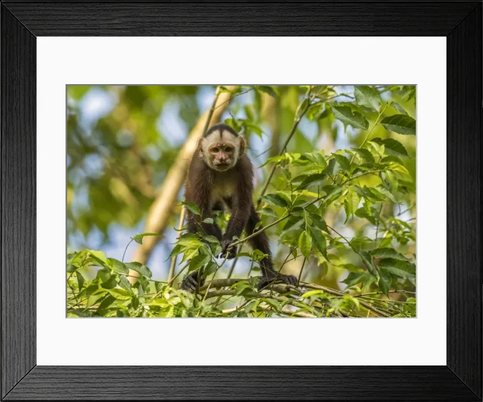 Framed Print : Picture No. 11980920 Framed Print : Picture No. 11980920