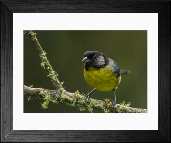 Framed Print : Picture No. 11980921 Framed Print : Picture No. 11980921