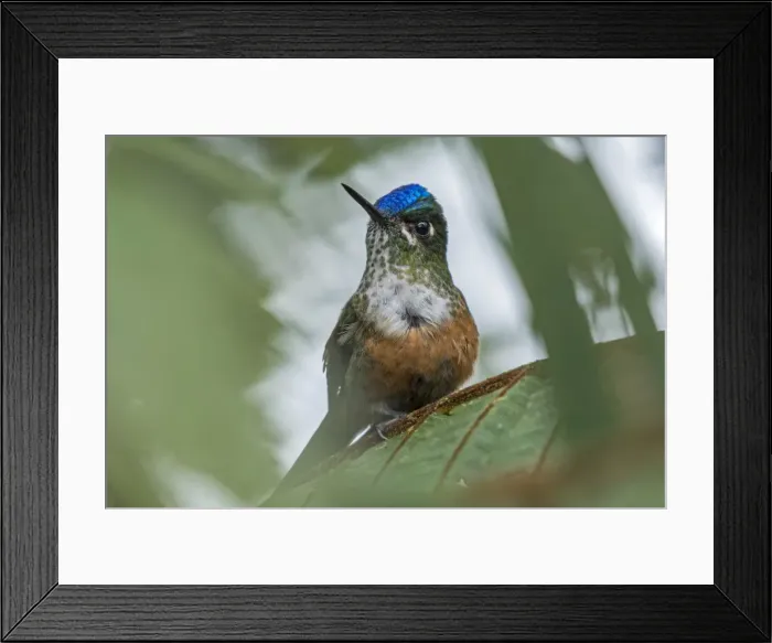 Framed Print : Picture No. 11980922 Framed Print : Picture No. 11980922