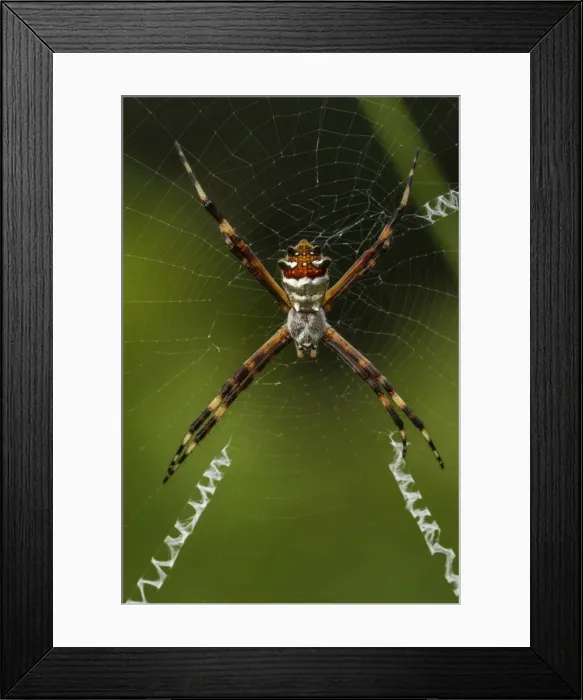 Framed Print : Picture No. 11980923 Framed Print : Picture No. 11980923
