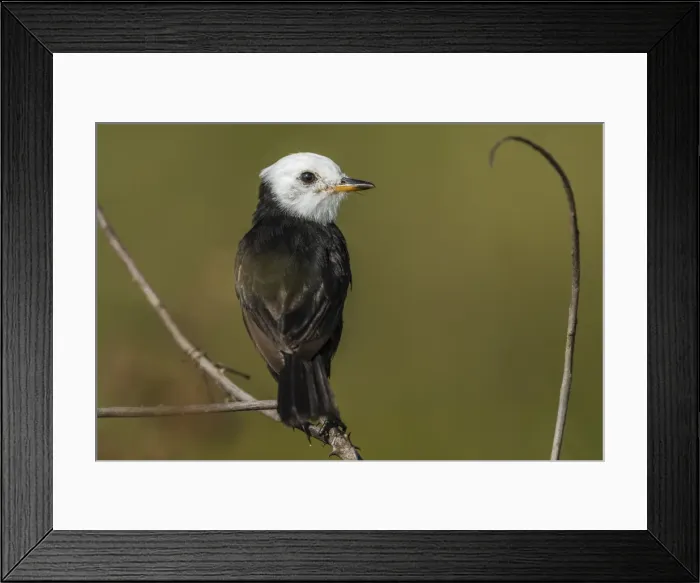 Framed Print : Picture No. 11980924 Framed Print : Picture No. 11980924