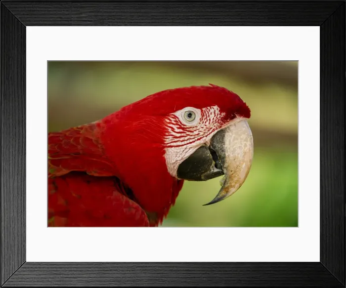 Framed Print : Picture No. 11980925 Framed Print : Picture No. 11980925