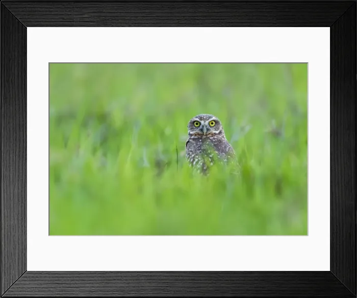 Framed Print : Picture No. 11980926 Framed Print : Picture No. 11980926