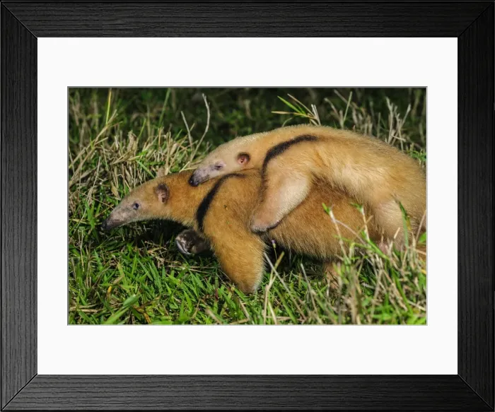 Framed Print : Picture No. 11980928 Framed Print : Picture No. 11980928