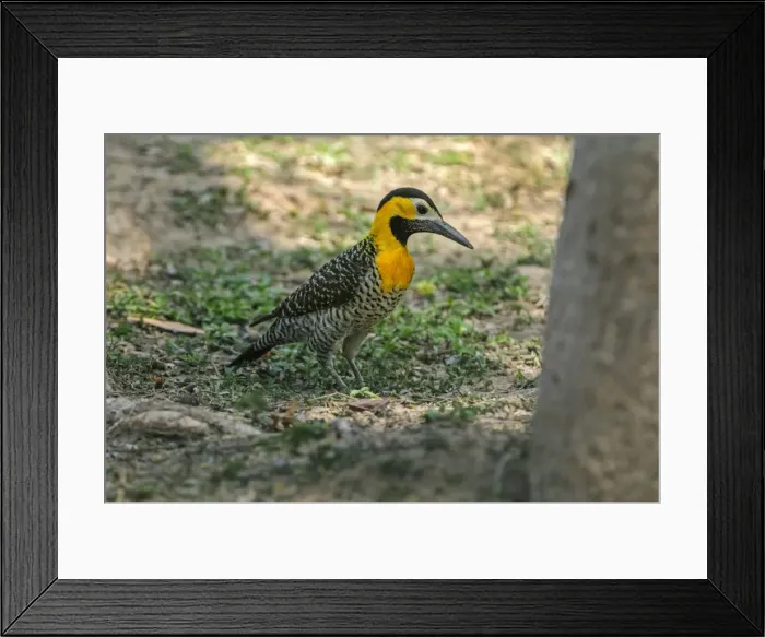 Framed Print : Picture No. 11980929 Framed Print : Picture No. 11980929