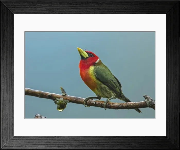 Framed Print : Picture No. 11980930 Framed Print : Picture No. 11980930