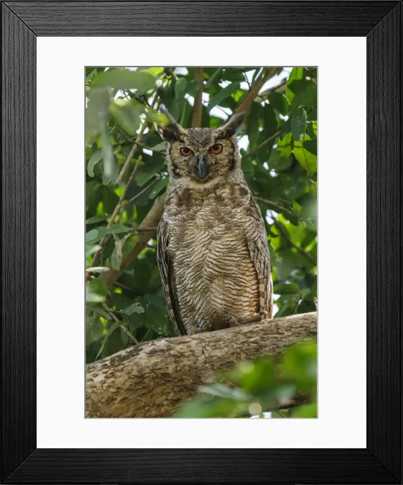 Framed Print : Picture No. 11980931 Framed Print : Picture No. 11980931