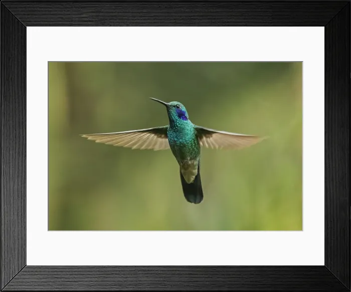 Framed Print : Picture No. 11980932 Framed Print : Picture No. 11980932