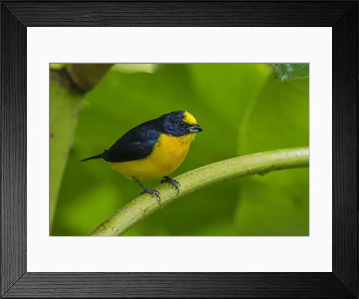Framed Print : Picture No. 11980933 Framed Print : Picture No. 11980933
