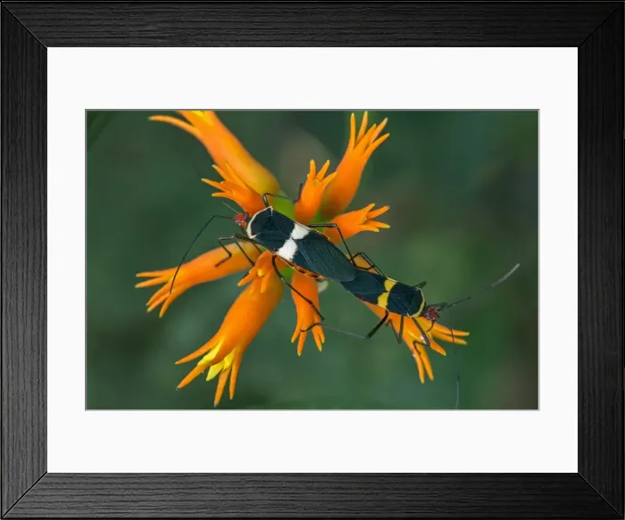 Framed Print : Picture No. 11980934 Framed Print : Picture No. 11980934
