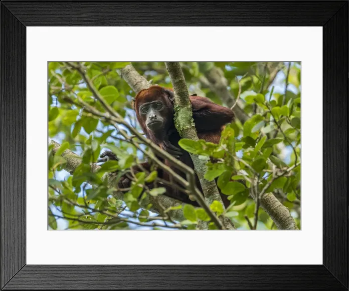 Framed Print : Picture No. 11980935 Framed Print : Picture No. 11980935