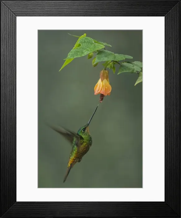 Framed Print : Picture No. 11980936 Framed Print : Picture No. 11980936