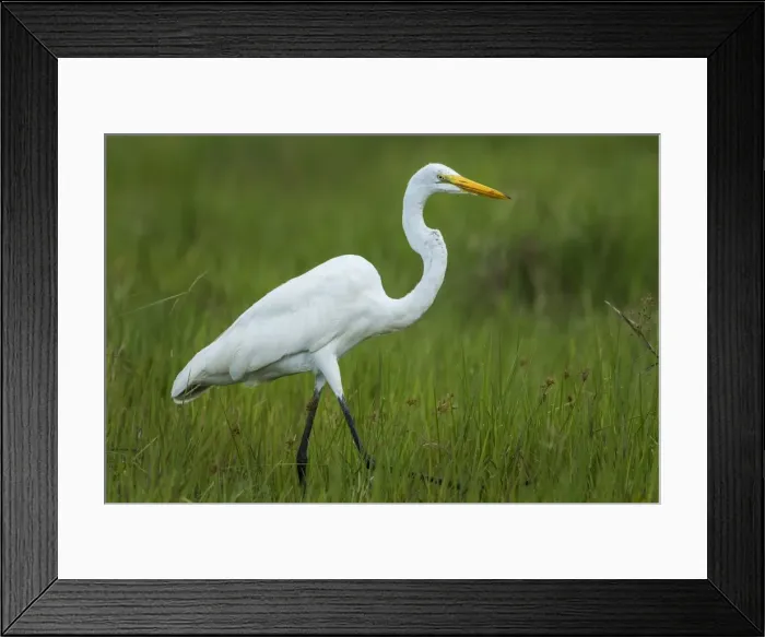 Framed Print : Picture No. 11980937 Framed Print : Picture No. 11980937