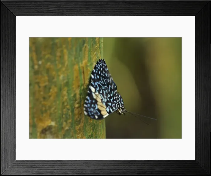 Framed Print : Picture No. 11980938 Framed Print : Picture No. 11980938
