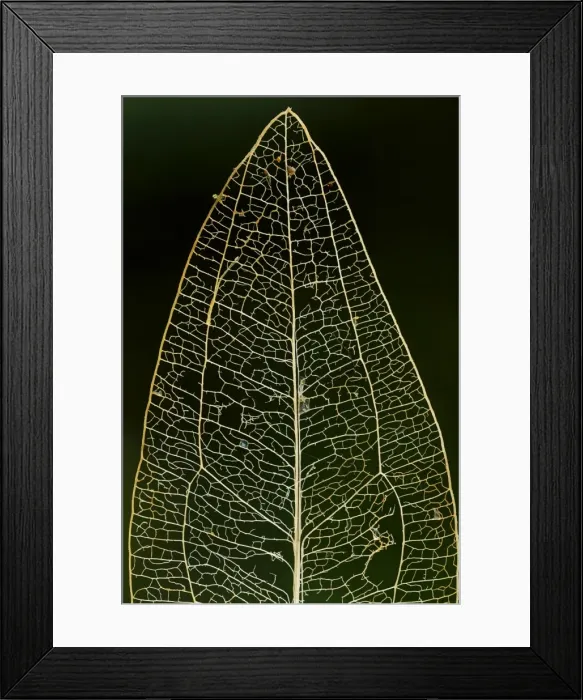 Framed Print : Picture No. 11980939 Framed Print : Picture No. 11980939