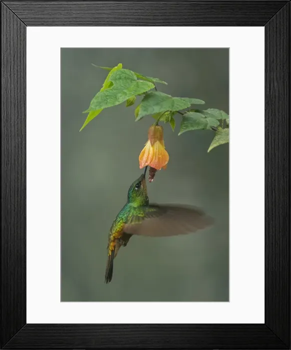 Framed Print : Picture No. 11980940 Framed Print : Picture No. 11980940