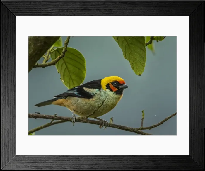 Framed Print : Picture No. 11980941 Framed Print : Picture No. 11980941