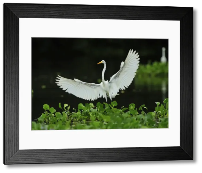 Framed Print : Picture No. 11980942 Framed Print : Picture No. 11980942