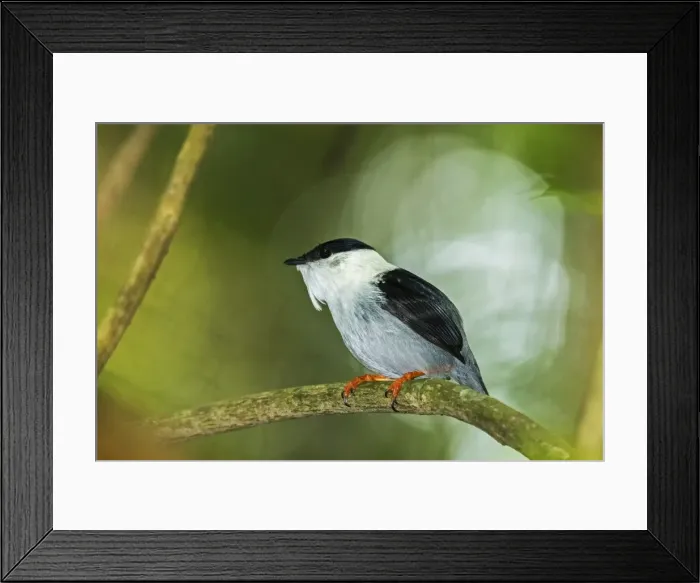 Framed Print : Picture No. 11980945 Framed Print : Picture No. 11980945