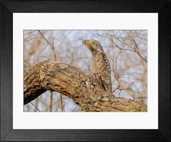 Framed Print : Picture No. 11980946 Framed Print : Picture No. 11980946