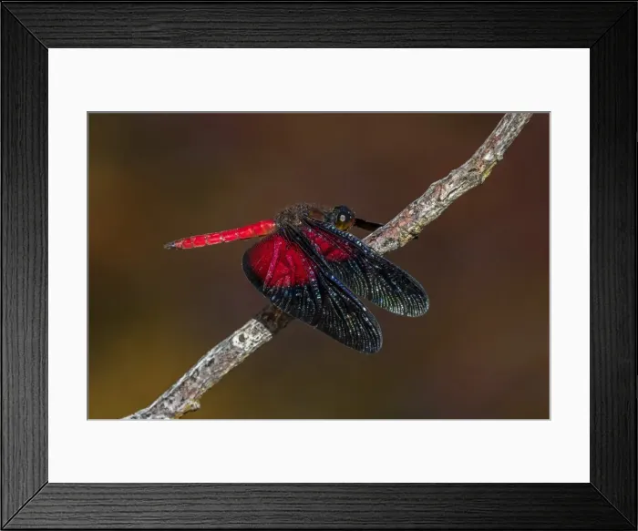 Framed Print : Picture No. 11980947 Framed Print : Picture No. 11980947