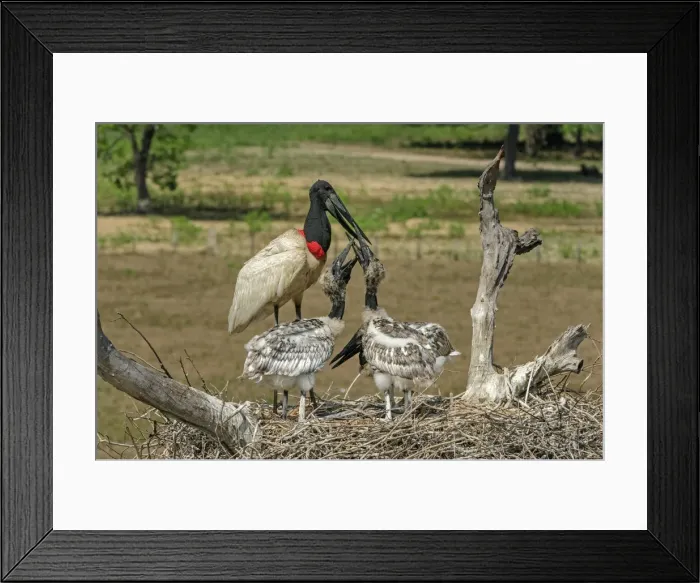 Framed Print : Picture No. 11980949 Framed Print : Picture No. 11980949