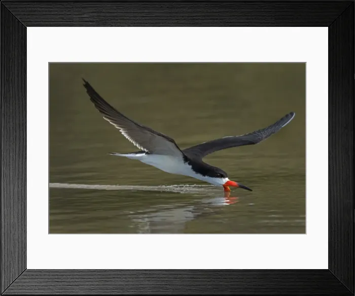 Framed Print : Picture No. 11980950 Framed Print : Picture No. 11980950