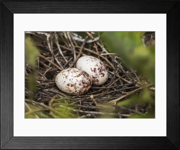 Framed Print : Picture No. 11980951 Framed Print : Picture No. 11980951