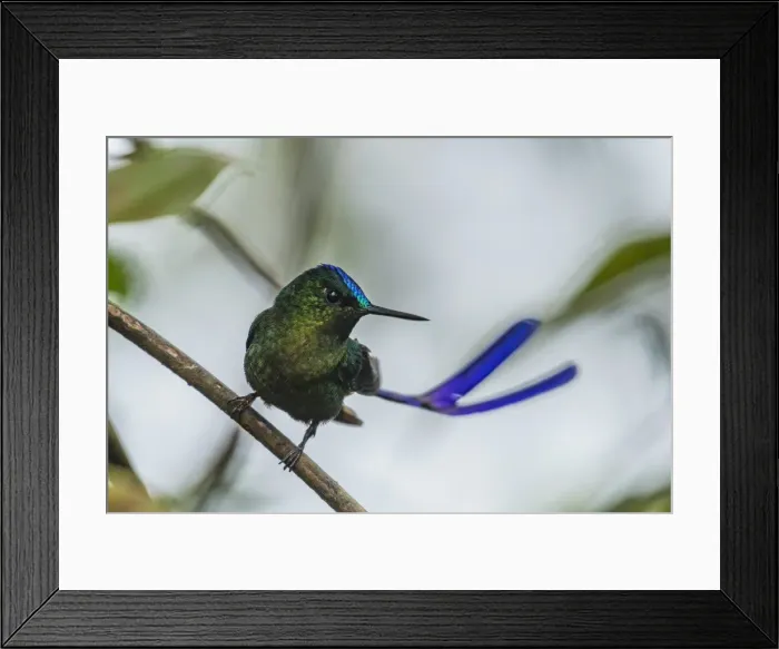 Framed Print : Picture No. 11980952 Framed Print : Picture No. 11980952