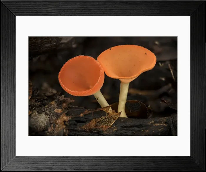 Framed Print : Picture No. 11980953 Framed Print : Picture No. 11980953