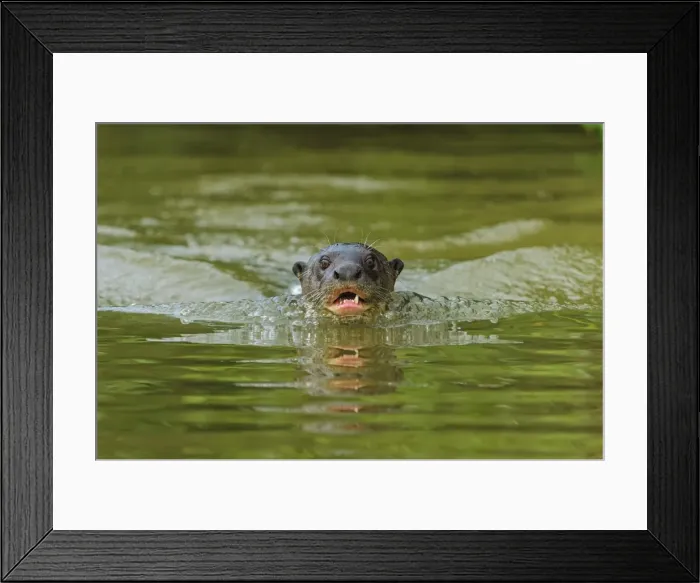 Framed Print : Picture No. 11980954