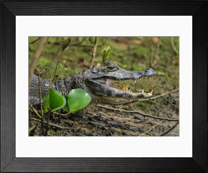 Framed Print : Picture No. 11980955 Framed Print : Picture No. 11980955
