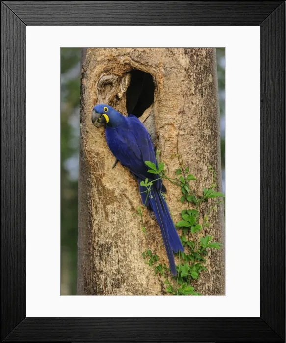 Framed Print : Picture No. 11980957 Framed Print : Picture No. 11980957