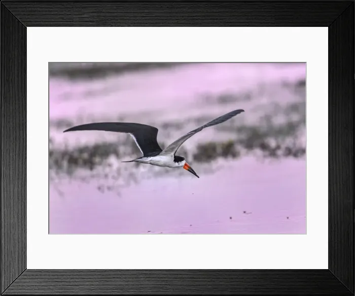 Framed Print : Picture No. 11980958 Framed Print : Picture No. 11980958